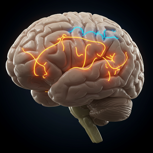 REWIRE YOUR BRAIN FOR HABIT FORMATION